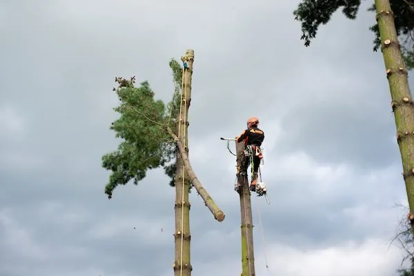 Tree Removal