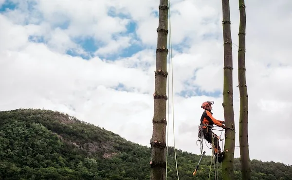 Tree Lopping and Pruning