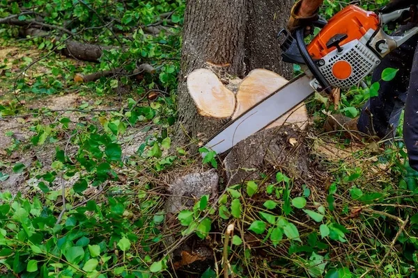Stump Grinding